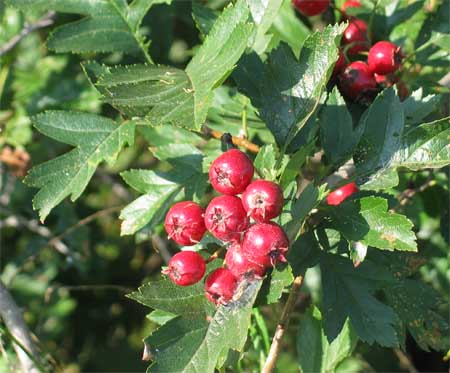 Боярышник перистонадрезанный. Боярышник Сибирский Crataegus sanguinea. Боярышник перистонадрезанный куст. .Боярышник перистонадрезанный боярышник.