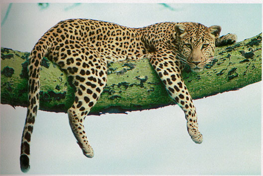 Леопард8.jpg