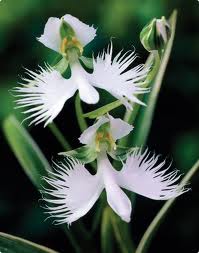 Орхидея1.jpg