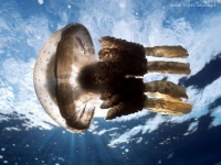 Медуза.jpg