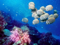 Медузы.jpg