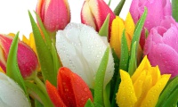Разноцветные тюльпаны.jpeg