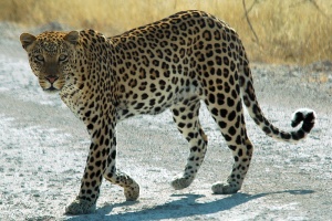 800px-Namibie Etosha Leopard 01edit.jpg