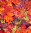 Autumn leaves.jpg